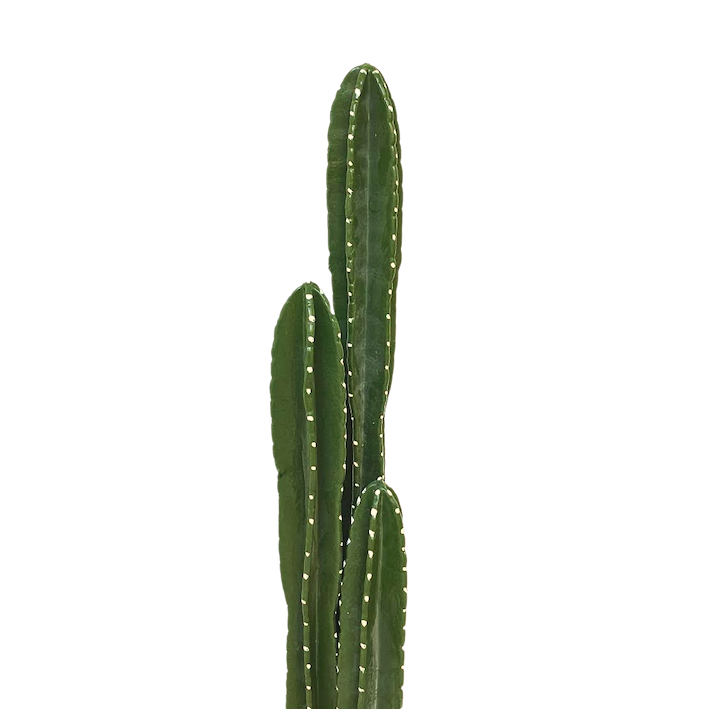 Set de cactus órganos 130cm