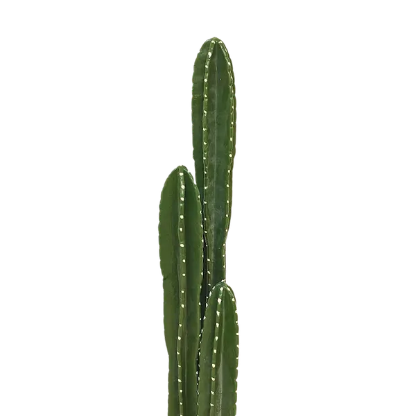 Set de cactus órganos 130cm