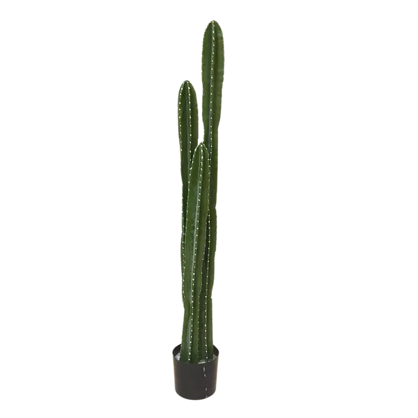 Set de cactus órganos 130cm