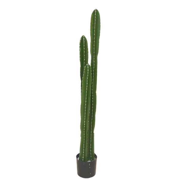 Set de cactus órganos 130cm