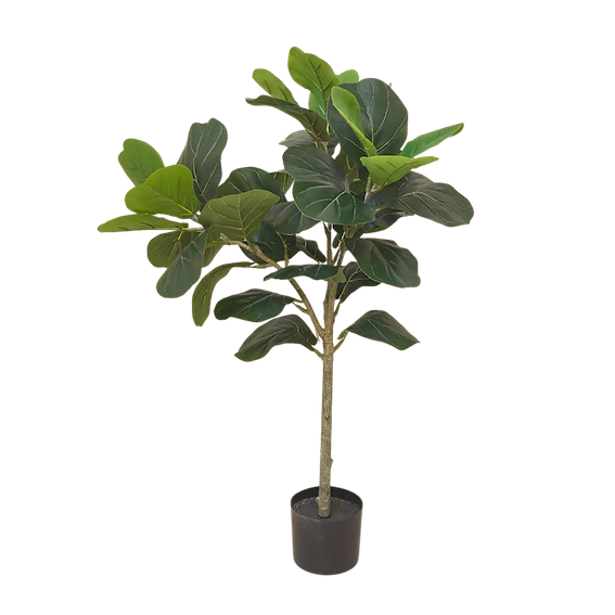 Pandurata 100cm