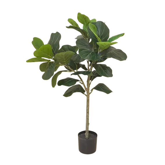Pandurata 100cm