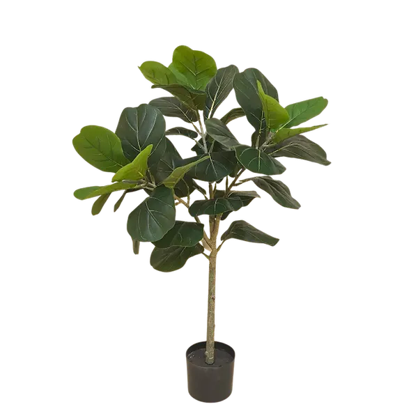 Pandurata 100cm