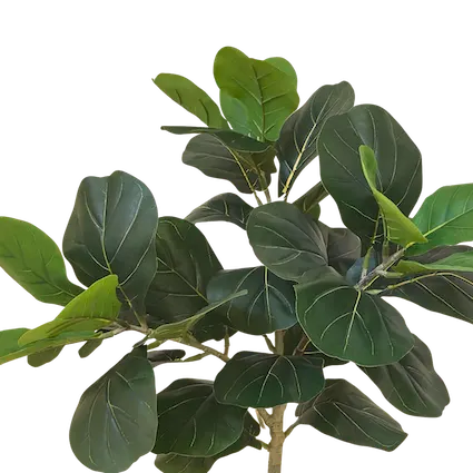 Pandurata 100cm