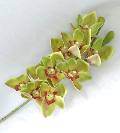Cymbidium verde  70cm de largo