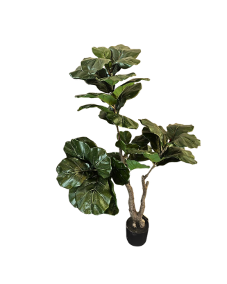 Pandurata imperial 140cm