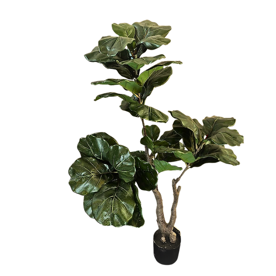 Pandurata imperial 140cm