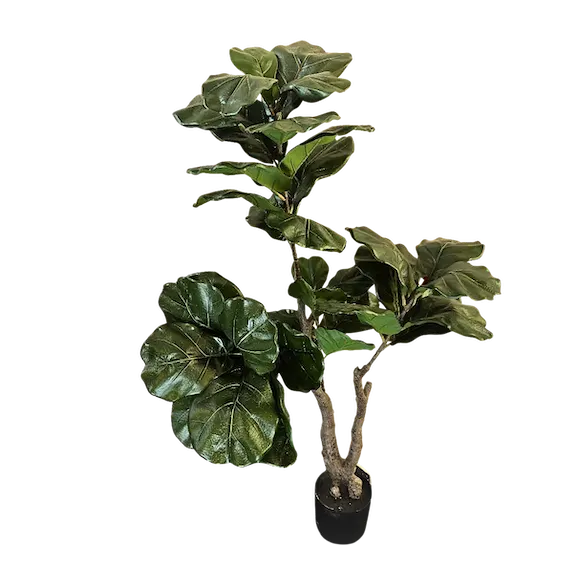 Pandurata imperial 140cm
