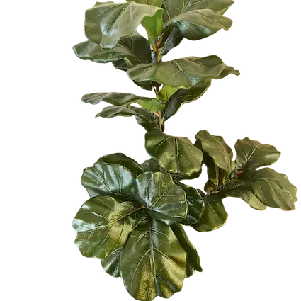 Pandurata imperial 140cm