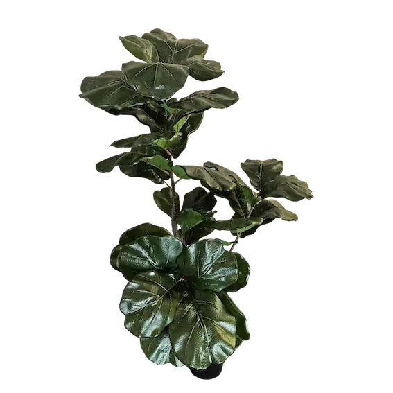 Pandurata imperial 140cm