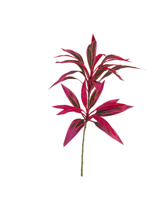 Vara de dracaena morada 100cm