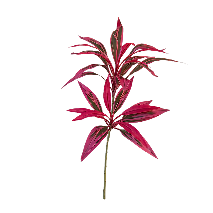 Vara de dracaena morada 100cm