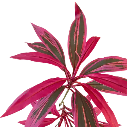 Vara de dracaena morada 100cm