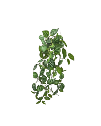 Colgante peperomia tetragona apariencia natural