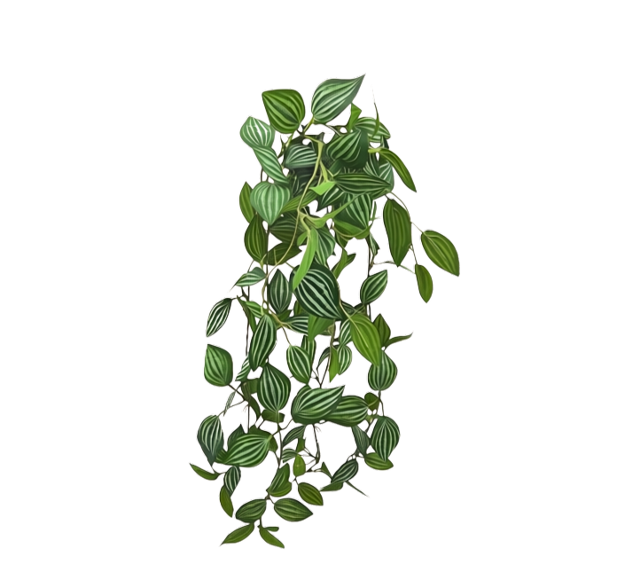 Colgante peperomia tetragona apariencia natural