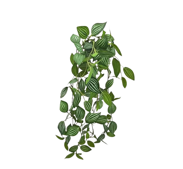 Colgante peperomia tetragona apariencia natural