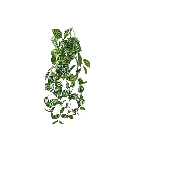 Colgante peperomia tetragona apariencia natural