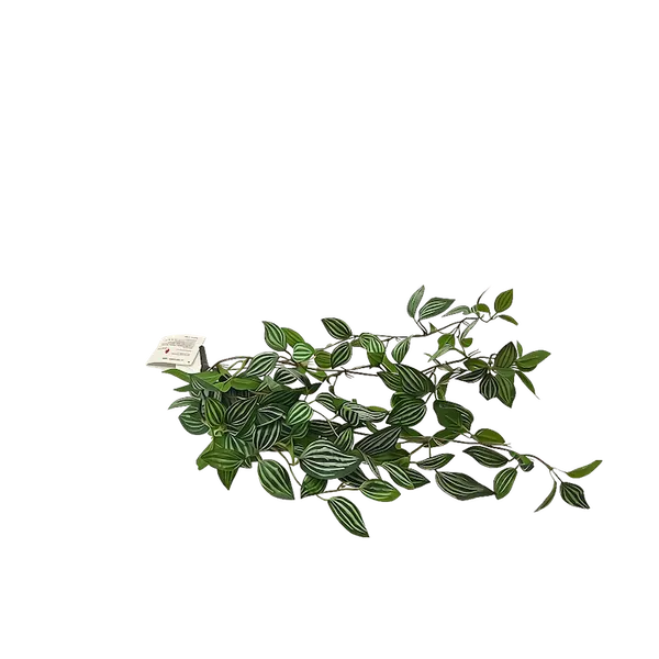 Colgante peperomia tetragona apariencia natural
