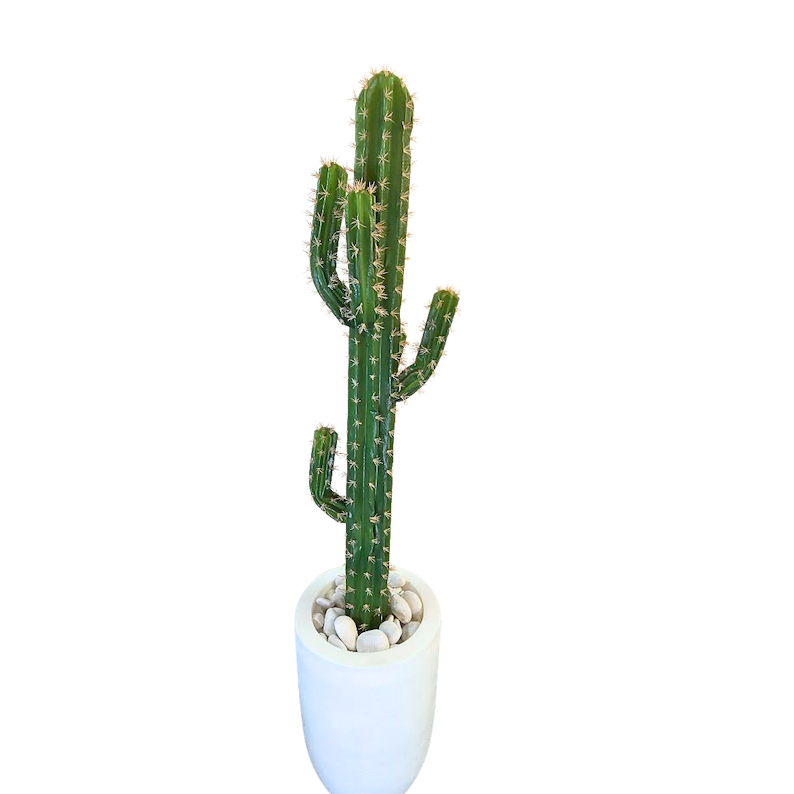 Cactus Nerly