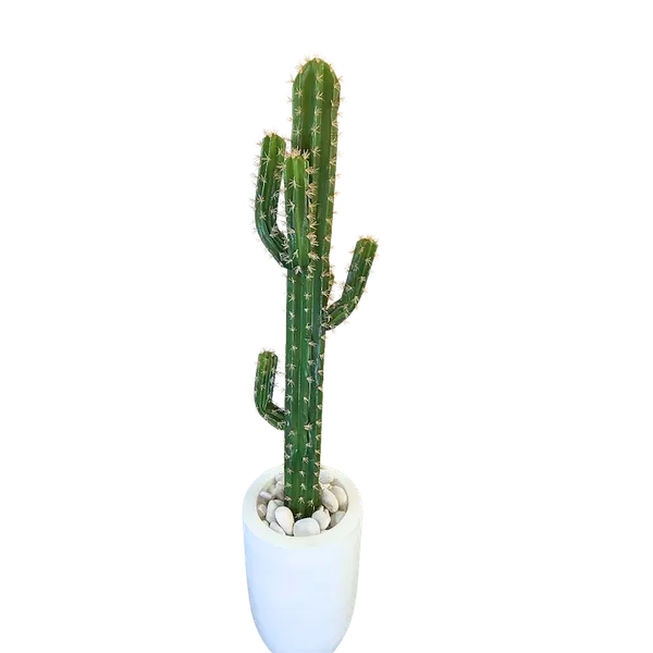 Cactus Nerly