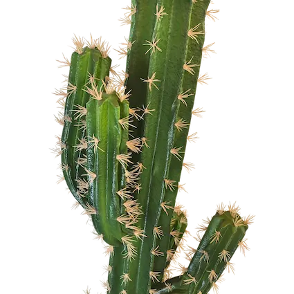 Cactus Nerly