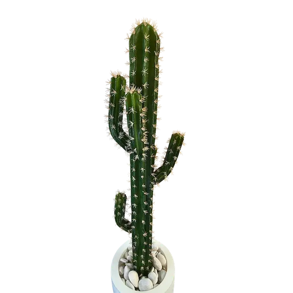 Cactus Nerly