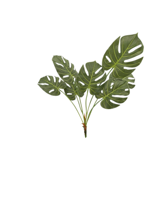 Planta esqueleto Ceriman 70cm