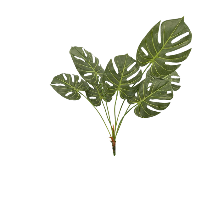 Planta esqueleto Ceriman 70cm