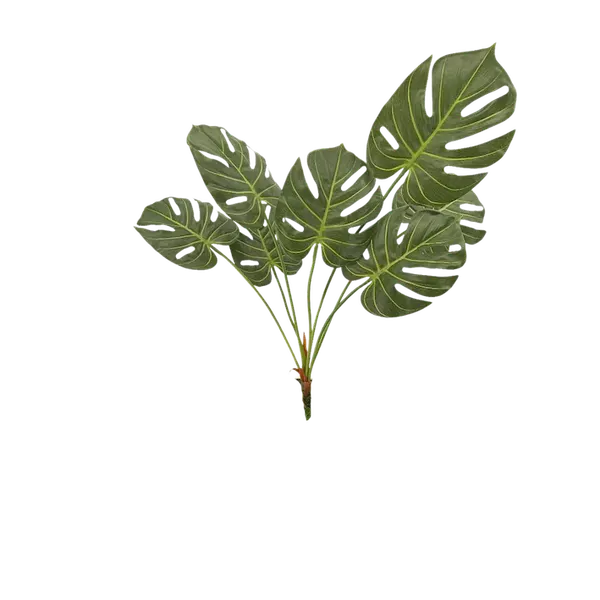 Planta esqueleto Ceriman 70cm