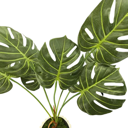 Planta esqueleto Ceriman 70cm