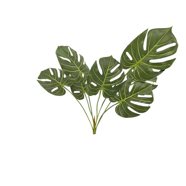 Planta esqueleto Ceriman 70cm
