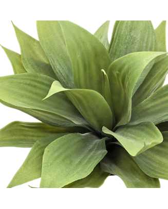 Agave dragón 33cm