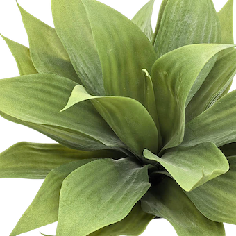 Agave dragón 33cm