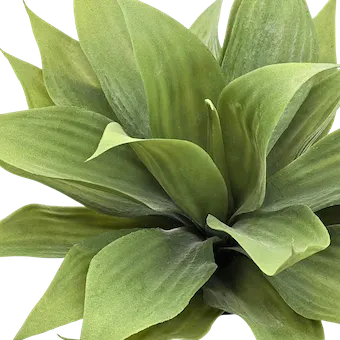 Agave dragón 33cm