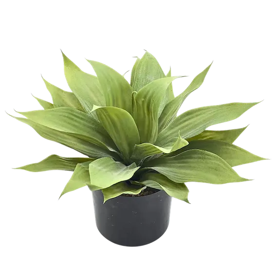 Agave dragón 33cm