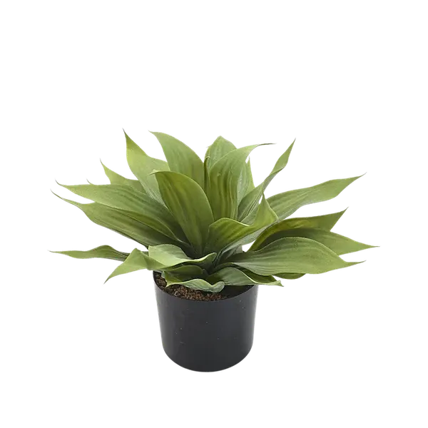 Agave dragón 33cm