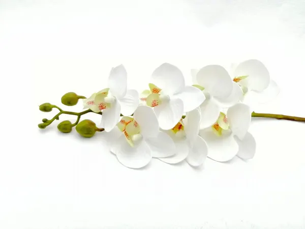 Orquídea chica phalaenopsis de 7 flores, 64cm largo