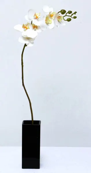 Orquídea chica phalaenopsis de 7 flores, 64cm largo