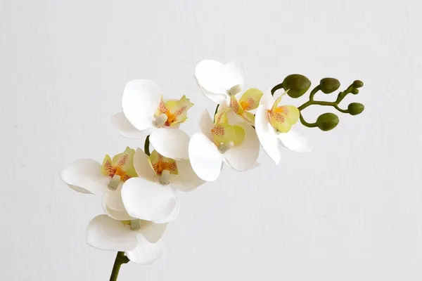 Orquídea chica phalaenopsis de 7 flores, 64cm largo