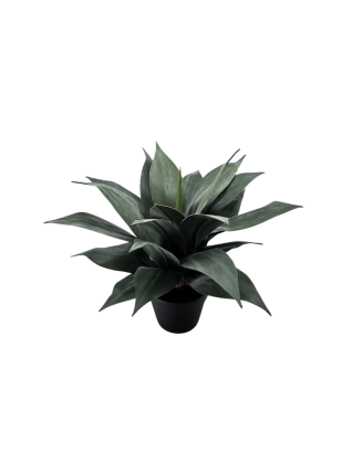 Maguey atenuado 50cm