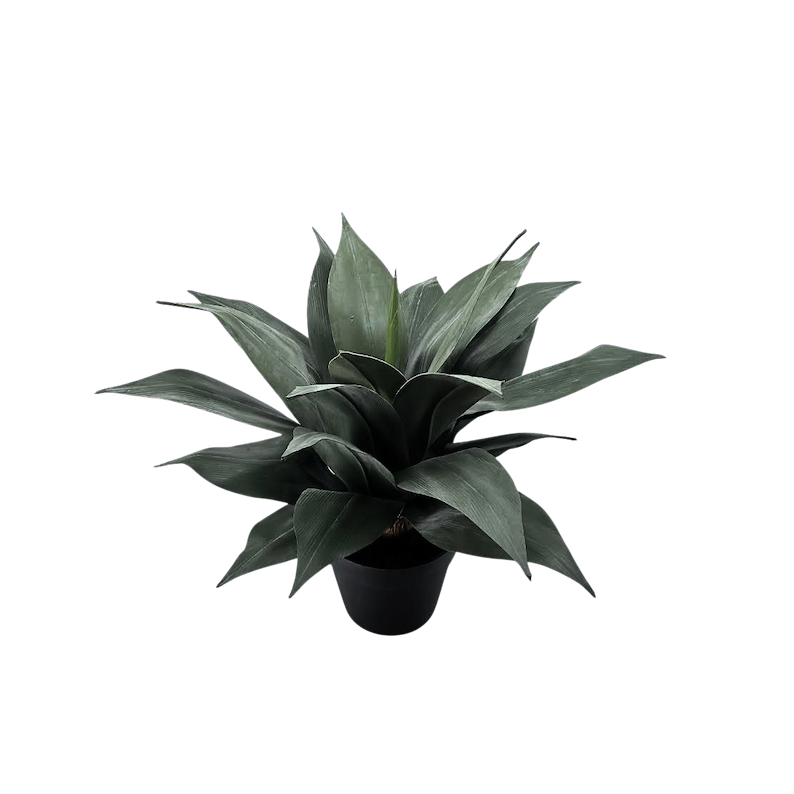 Maguey atenuado 50cm