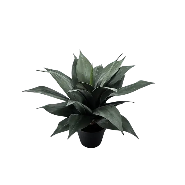 Maguey atenuado 50cm