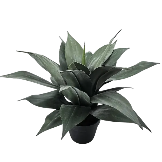Maguey atenuado 50cm