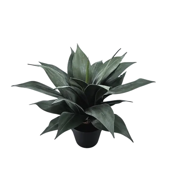 Maguey atenuado 50cm