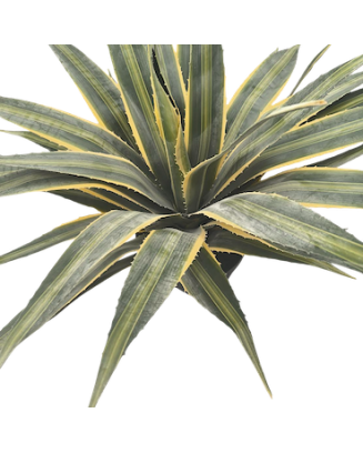 Pita 55cm