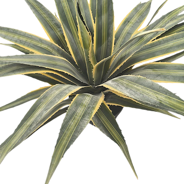 Pita 55cm