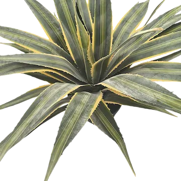 Pita 55cm