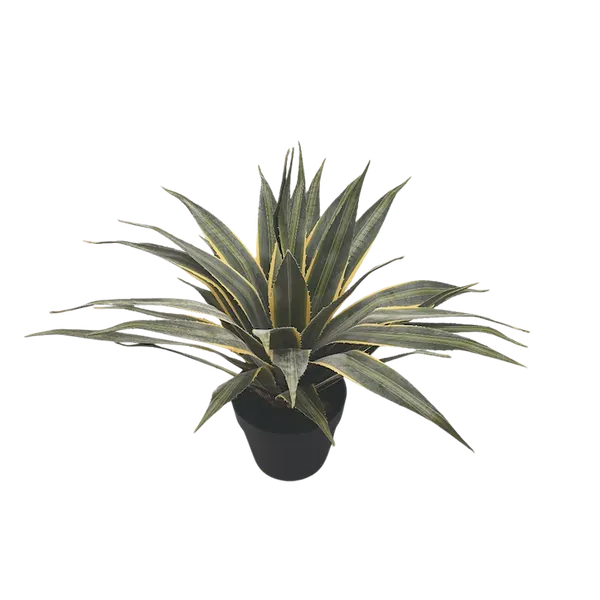 Pita 55cm