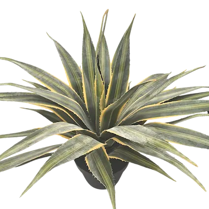 Pita 55cm