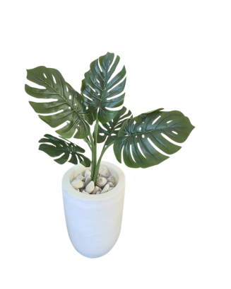 Monstera deliciosa 60cm
